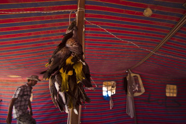 The Last Song: Mediteranean Bird Slaughter